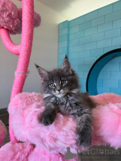 Photo №3. Chatons XL Maine Coon à vendre -Enregistré TICA !. Allemagne