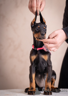 Photo №2 de l'annonce № 134768 de la vente dobermann - acheter à Serbie éleveur