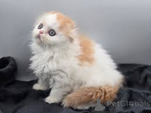 Photo №1. scottish fold - à vendre en ville de Helsinki | 580€ | Annonce № 164079