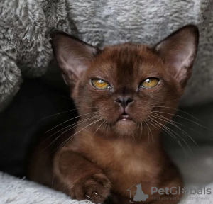 Photos supplémentaires: Les beautés aux nuances de zibeline et de lilas sont prêtes à être vos