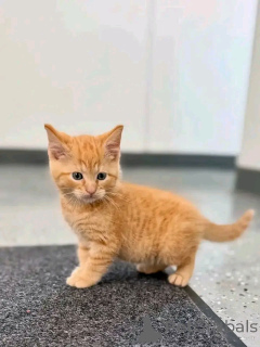 Photo №1. maine coon - à vendre en ville de Heinävesi | Gratuit | Annonce № 176743