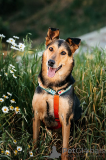 Photo №1. chien bâtard - à vendre en ville de Москва | Gratuit | Annonce №110732