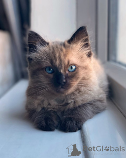 Photo №2 de l'annonce № 155560 de la vente ragdoll - acheter à Danemark annonce privée