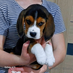 Photo №4. Je vais vendre beagle en ville de Mauvais münsteerefel. annonce privée - prix - 900€