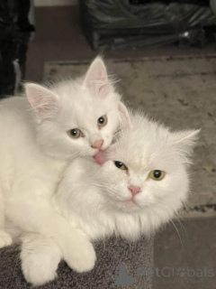 Photo №1. angora turc - à vendre en ville de Mauvais kleinkirchheim | 350€ | Annonce № 171012