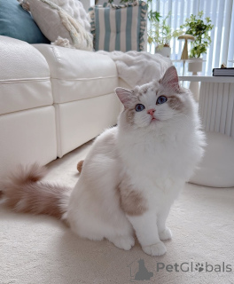 Photo №1. ragdoll - à vendre en ville de Alavus | 490€ | Annonce № 164544