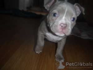 Photo №1. american bully - à vendre en ville de Colmar | négocié | Annonce №122099