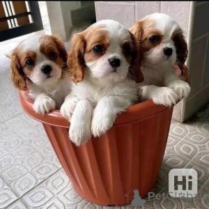 Photo №1. cavalier king charles spaniel - à vendre en ville de Berlin | négocié | Annonce №164630