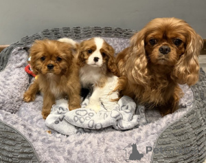 Photo №1. cavalier king charles spaniel - à vendre en ville de Augsbourg | négocié | Annonce №166371