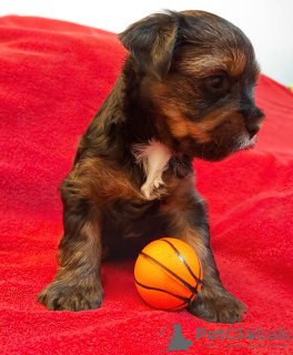 Photo №1. yorkshire terrier - à vendre en ville de Nuremberg | 1100€ | Annonce №20725