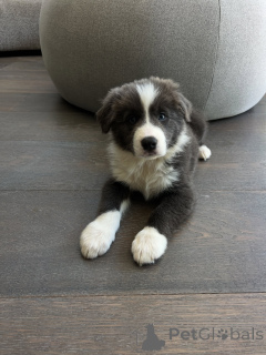 Photo №1. border collie - à vendre en ville de Berlin | négocié | Annonce №178145