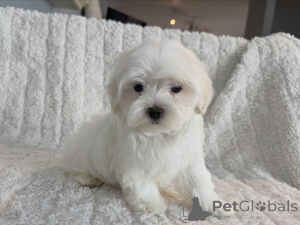 Photo №2 de l'annonce № 177769 de la vente bichon maltais - acheter à Pays Bas annonce privée