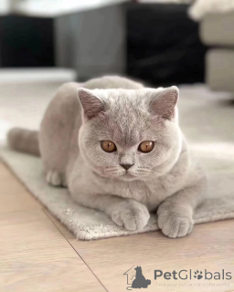 Photo №1. british shorthair - à vendre en ville de Larochett | négocié | Annonce № 155687