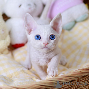 Photo №2 de l'annonce № 158646 de la vente devon rex - acheter à France annonce privée