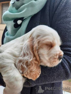 Photos supplémentaires: Chiots Cocker Anglais