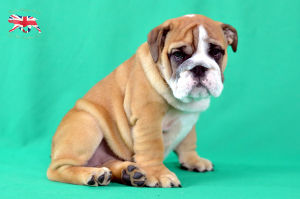 Photo №2 de l'annonce № 3514 de la vente bulldog anglais - acheter à Ukraine de la fourrière