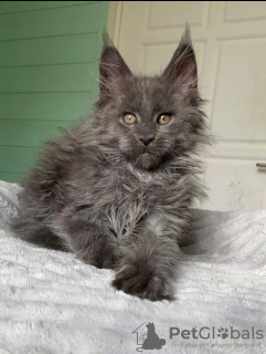 Photo №3. Maine coon. USA