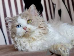 Photo №4. Je vais vendre selkirk rex à poil ras en ville de Bruxelles. annonce privée, éleveur - prix - 500€
