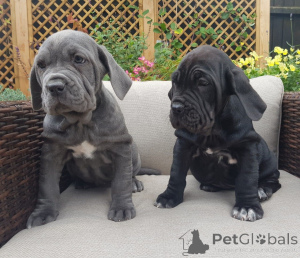 Photo №2 de l'annonce № 167516 de la vente mâtin napolitain - acheter à Danemark annonce privée, éleveur