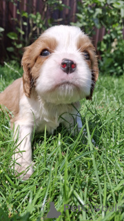 Photo №2 de l'annonce № 174756 de la vente cocker américain, cocker spaniel anglais, springer anglais, welsh springer spaniel, épagneul d'eau irlandais, chien d'eau espagnol, cavalier king charles spaniel, cavalier king charles spaniel, clumber spaniel, épagneul russe, épagneul tibétain - acheter à La Lettonie annonce privée, de la fourrière, éleveur