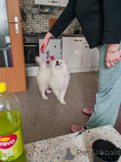 Photo №4. Je vais vendre samoyède en ville de Weiz. annonce privée - prix - 800€