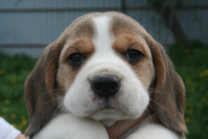 Photo №1. beagle - à vendre en ville de Orcha | 361€ | Annonce №2305