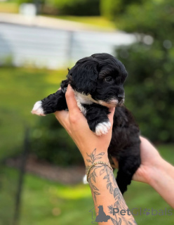 Photo №4. Je vais vendre cavalier king charles spaniel en ville de Floride. éleveur - prix - négocié