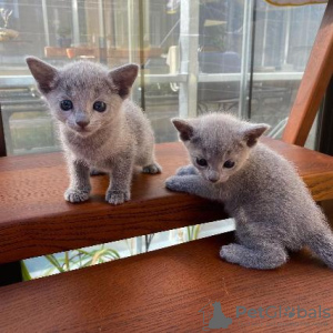 Photo №3. Chatons bleus russes à vendre Business WhatsApp 37256062792. La finlande