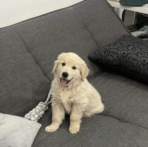 Photo №1. golden retriever - à vendre en ville de Leipzig | négocié | Annonce №105696