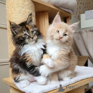 Photo №1. maine coon - à vendre en ville de Benfica | négocié | Annonce № 173066