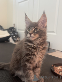 Photo №2 de l'annonce № 177856 de la vente maine coon - acheter à République Tchèque éleveur