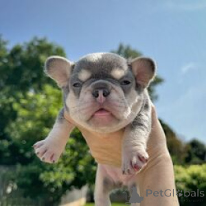 Photo №3. Chiots bouledogue français. Estonie