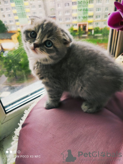 Photo №3. Chaton Scottish Fold. Fédération de Russie