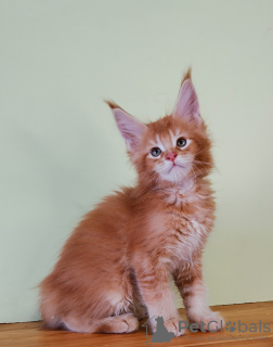 Photo №1. maine coon - à vendre en ville de Saint-Pétersbourg | 389€ | Annonce № 19391