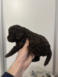 Photos supplémentaires: Chiots Lagotto Romagnolo