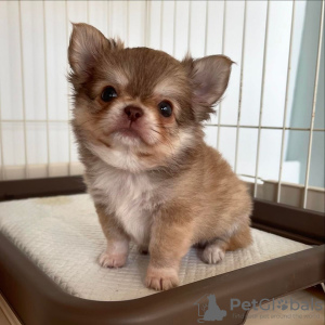 Photo №2 de l'annonce № 117272 de la vente  - acheter à La finlande éleveur