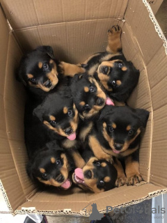 Photo №1. rottweiler - à vendre en ville de Антверпен | Gratuit | Annonce №108797