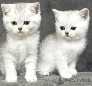 Photo №3. Je vends un chaton écossais. Biélorussie