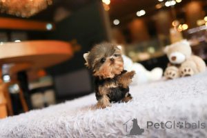 Photo №2 de l'annonce № 155000 de la vente yorkshire terrier - acheter à USA éleveur