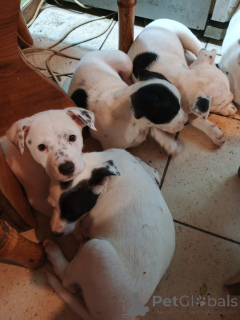 Photo №2 de l'annonce № 146375 de la vente american staffordshire terrier - acheter à Ukraine annonce privée