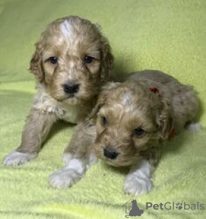 Photo №4. Je vais vendre labradoodle en ville de Kreivilä. annonce privée - prix - Gratuit