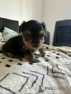 Photo №1. yorkshire terrier - à vendre en ville de Berlin | 550€ | Annonce №163789