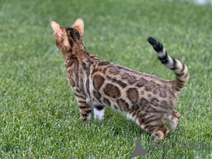 Photo №2 de l'annonce № 99432 de la vente bengal - acheter à USA annonce privée, éleveur