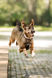 Photo №3. Stasya cherche une maison et un cœur dans lequel elle sera à nouveau nécessaire.. Fédération de Russie
