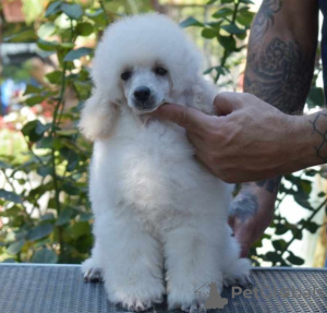 Photo №1. caniche (jouet) - à vendre en ville de Belgrade | négocié | Annonce №118651