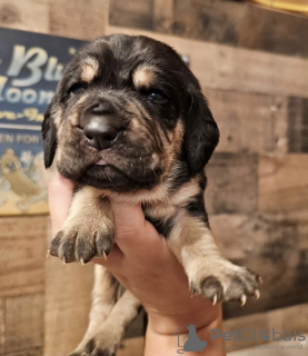 Photo №1. rottweiler - à vendre en ville de Texas City | 284€ | Annonce №105243