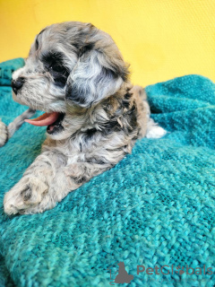 Photo №4. Je vais vendre maltipu en ville de Paris. annonce privée, éleveur - prix - 2000€