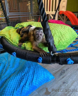 Photo №3. Salut à tous, nous avons ces adorables bébés pour lesquels nous recherchons un. Allemagne