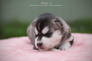 Photo №4. Je vais vendre husky de sibérie en ville de Bryansk. éleveur - prix - 500€