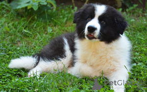Photo №1. border collie - à vendre en ville de Vienne | 700€ | Annonce №163851